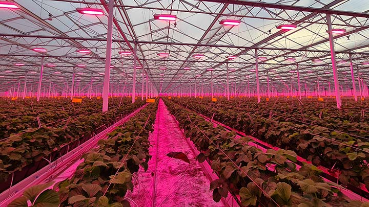 LED lighting enables year-round crop production