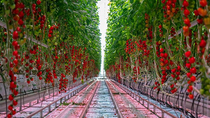 Vegetables with LED lighting